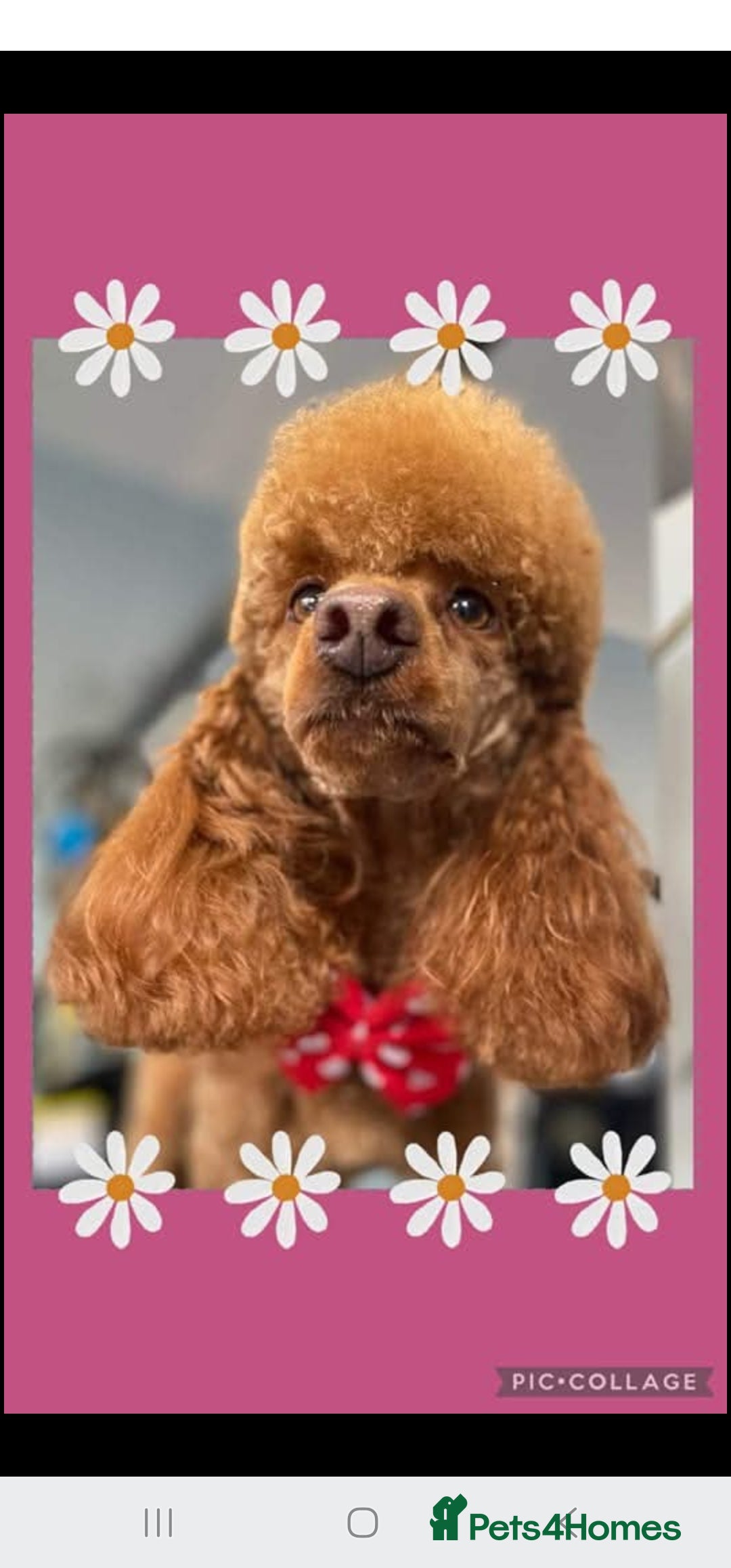 Miniature Poodle dogs for sale: Stunning spayed kc registered female  - Image 1