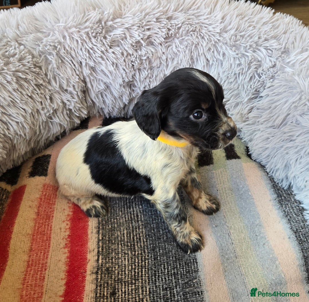 Cocker Spaniel dogs for sale: Outstanding cocker spaniel pups - Image 4