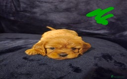 Cavalier King Charles Spaniel dogs for sale: Ruby cavalier king charles puppies  - Image 12