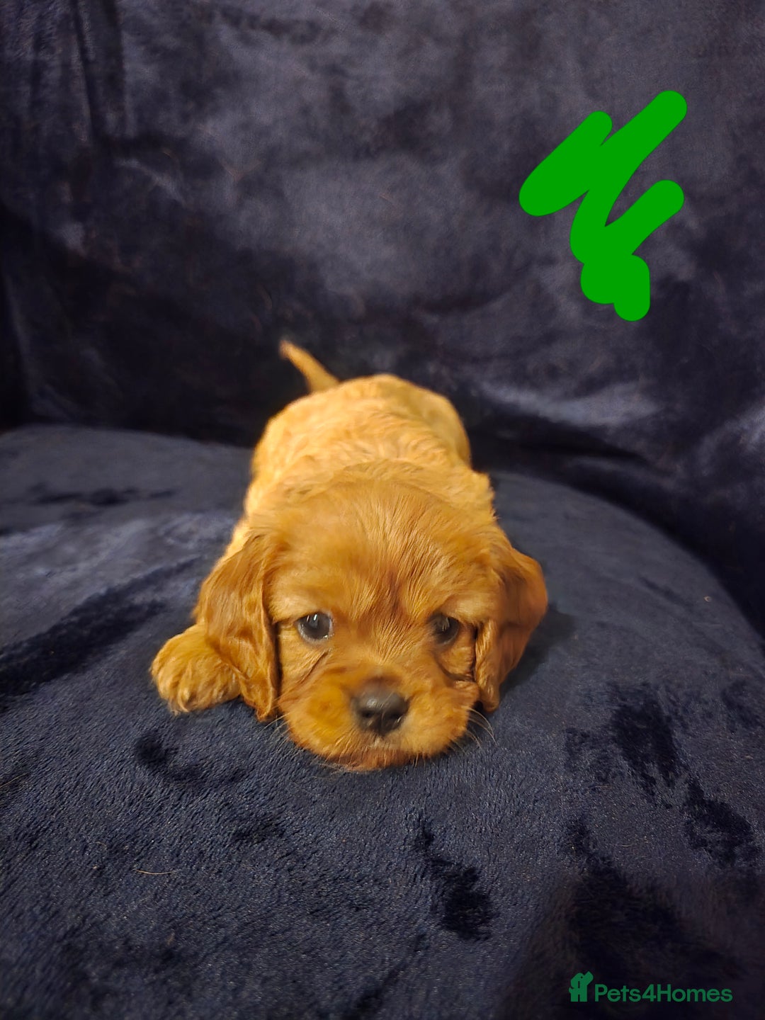 Cavalier King Charles Spaniel dogs for sale: Ruby cavalier king charles puppies  - Image 12
