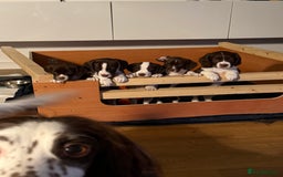 Mixed Breed dogs for sale: Chi sprocker  - Image 11