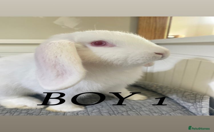 Mixed Breed rabbits in Cheddar - Advert 5