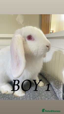 Mixed Breed rabbits in Cheddar - Advert 14