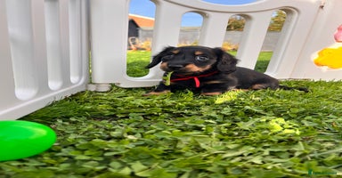 Miniature Dachshund dogs - Advert 4