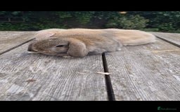 Mini Lop rabbits for sale: Gorgeous mini lops *Ready Now*mid Aug* - Image 3