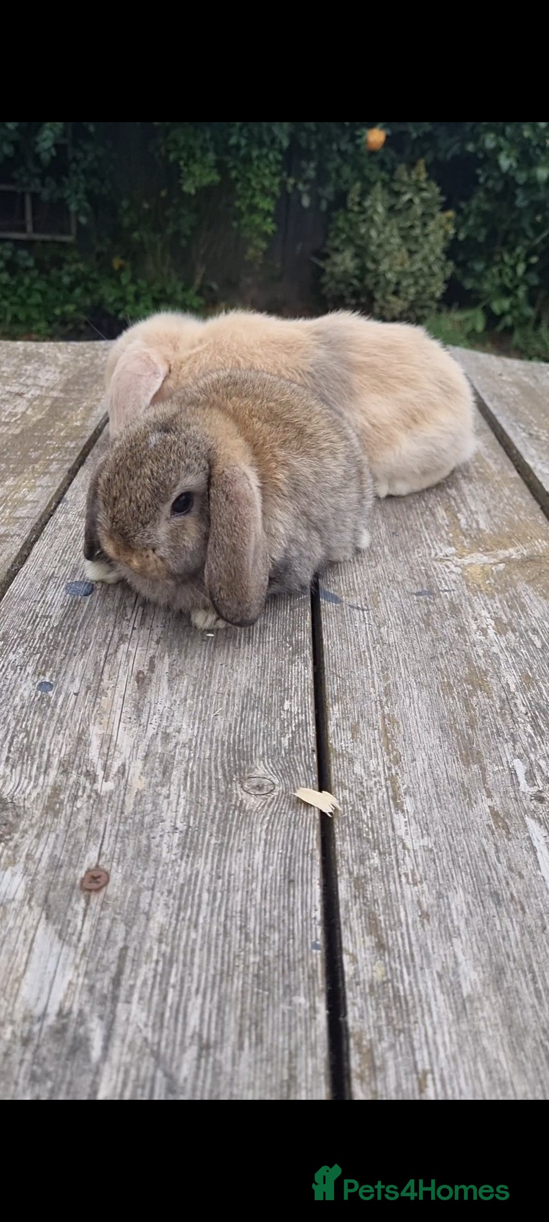 Mini Lop rabbits for sale: Gorgeous mini lops *Ready Now*mid Aug* - Image 3
