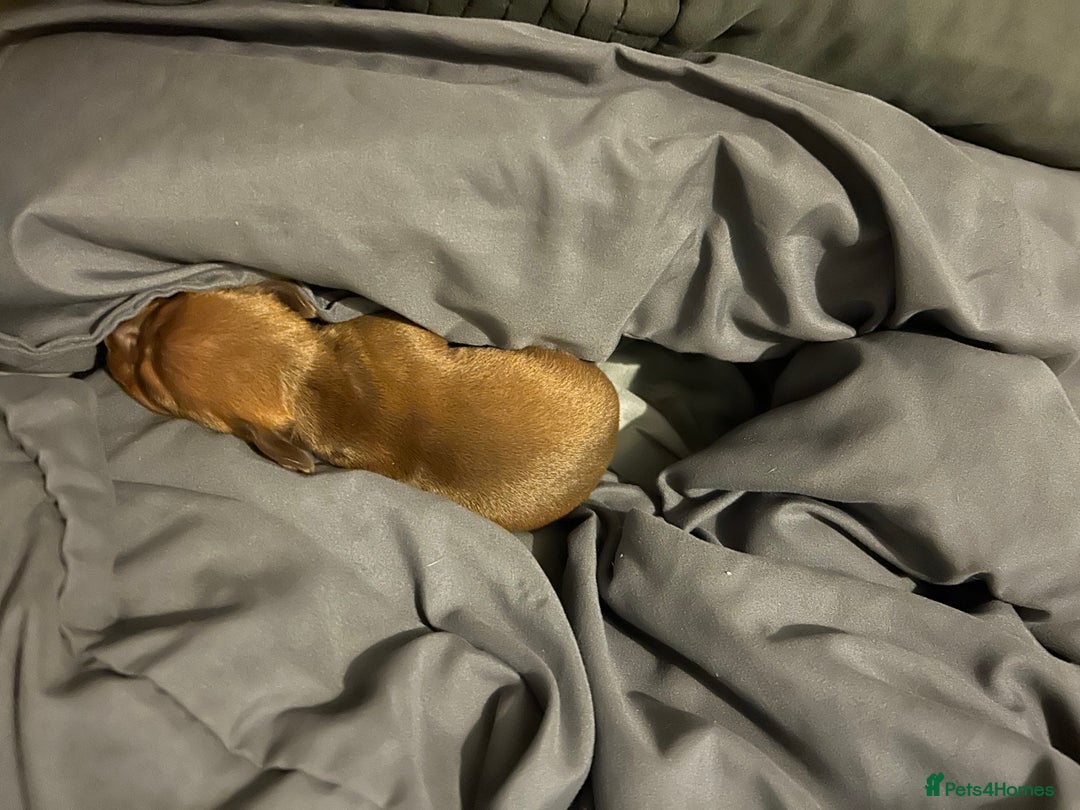 Dachshund dogs for sale: Mini daushound pups 3 available 2 boys and 1 girl - Advert 8