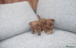 Chihuahua dogs for sale: Russian CHAMPION Apple head/Chihuahuas - Image 3