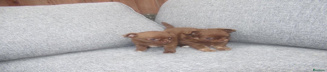 Chihuahua Puppy 1