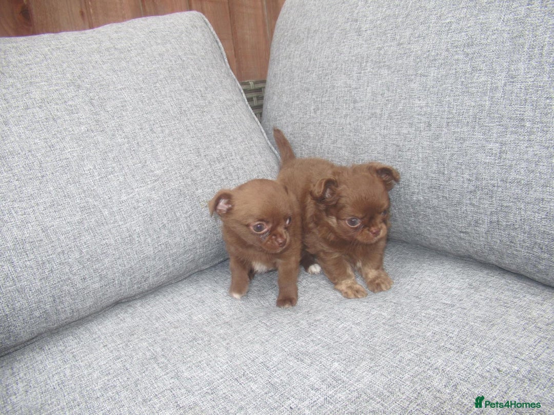 Chihuahua dogs for sale: Russian CHAMPION Apple head/Chihuahuas - Image 3
