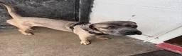 Cane Corso dogs for sale: 2 Cane Corsos (rehomed to same home) - Advert 12