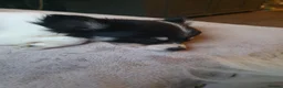 Chihuahua dogs for sale: Longcoat tri colour in Bolton - Advert 6