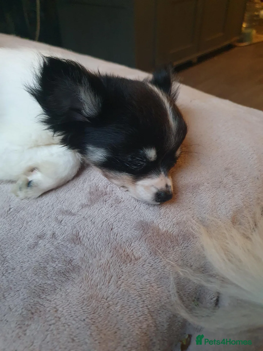 Chihuahua dogs for sale: Longcoat tri colour in Bolton - Advert 6