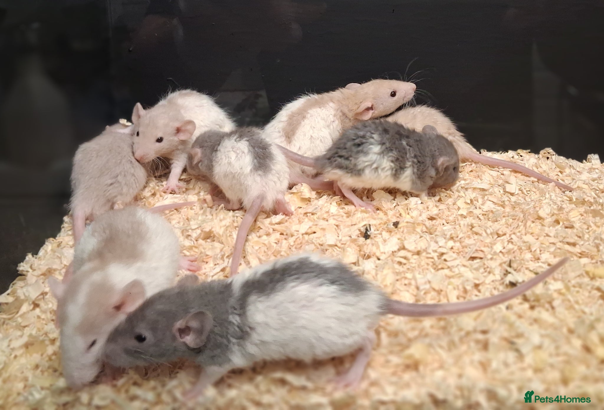 Rat rodents for sale: Baby Dumbo Rats Males and Females available - Advert 1