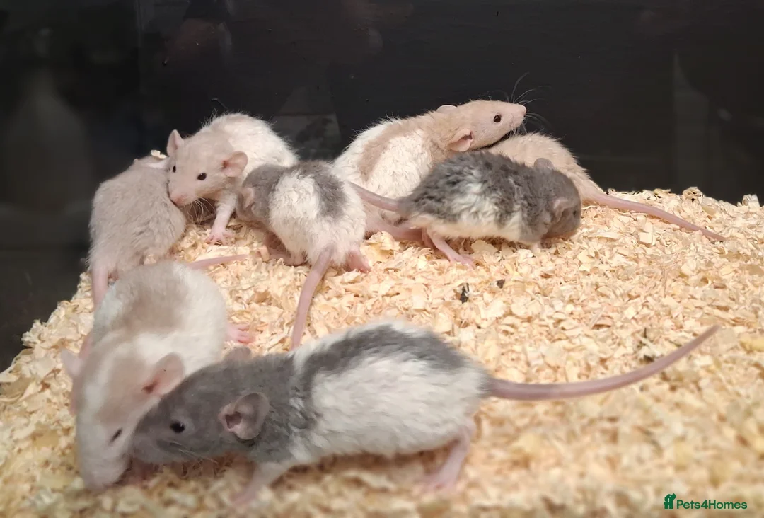 Rat rodents for sale: Baby Dumbo Rats Males and Females available - Advert 1