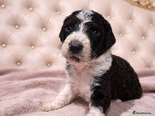 Standard Poodle dogs Standard Poodle Puppies - Advert 6