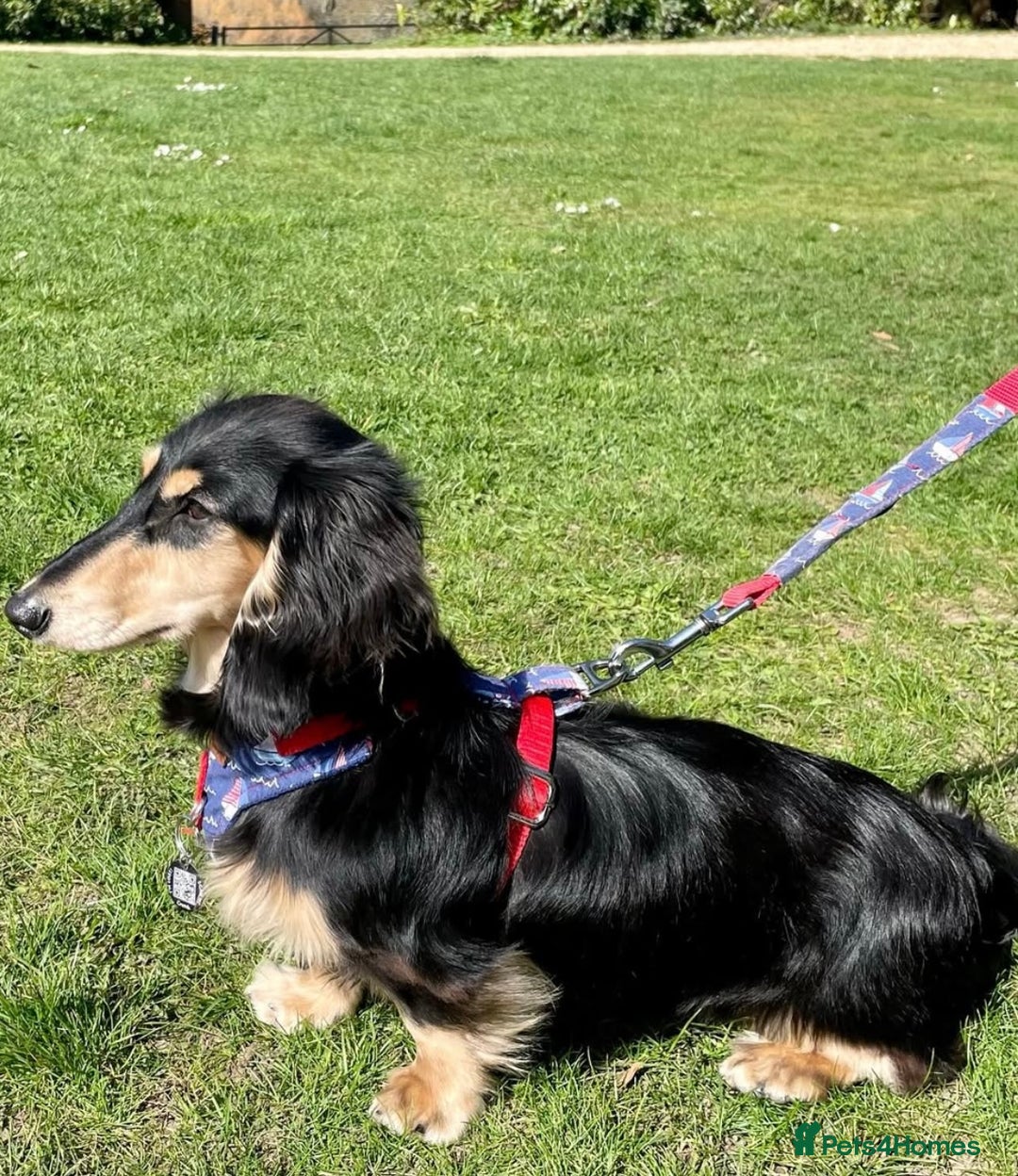 Miniature Dachshund dogs for stud: KC Registered - Health Tested - Proven Stud Dog 🏅 - Advert 11