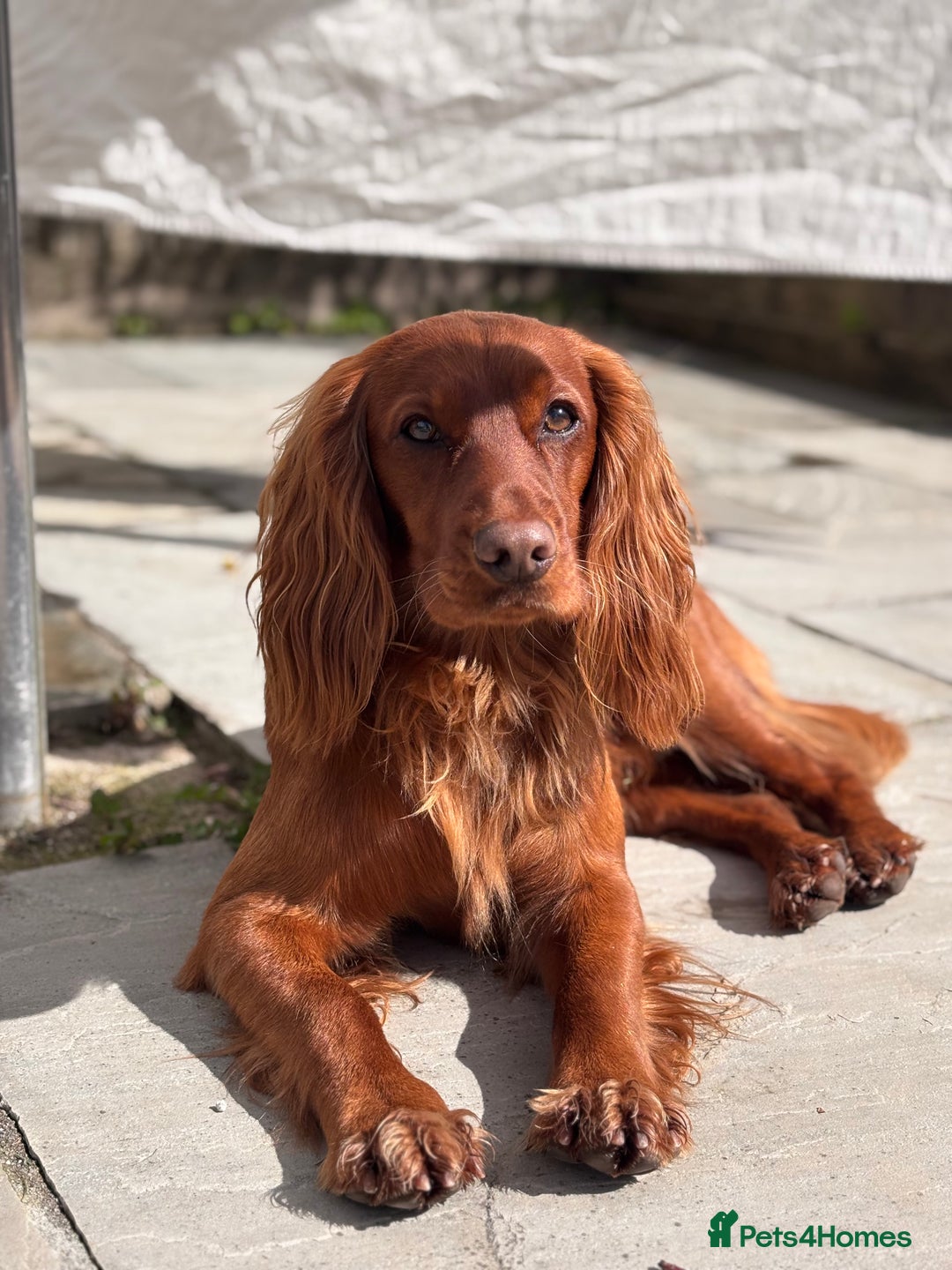Cocker Spaniel dogs for stud: Working Red Cocker Spaniel Stud - Image 2