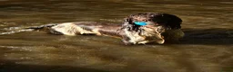 English Springer Spaniel dogs for stud: ENGLISH SPRINGER STUD - DNA HEALTH TESTED  - Advert 8
