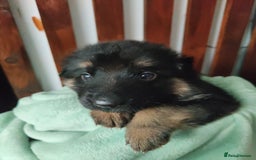 German Shepherd dogs for sale: German shepard puppies for sale - Image 6