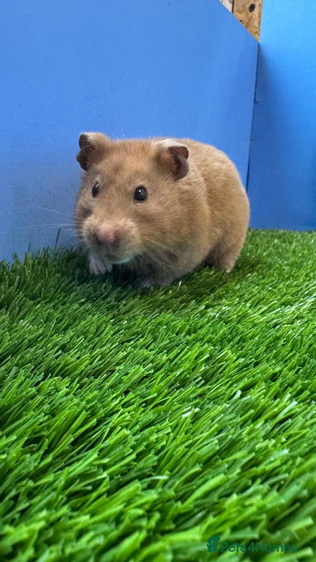 Hamster rodents for sale: Syrian Hamster Female Very Sweet  - Advert 1