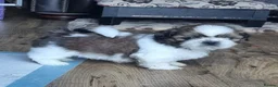 Shih Tzu dogs for sale: Shihtzu puppies - Advert 17