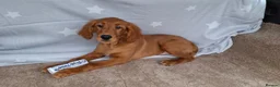 Mixed Breed dogs for sale: Golden irish puppies, last boy !! - Advert 6