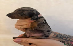 Miniature Dachshund dogs for sale: Miniature dachshund puppies for sale - Image 1