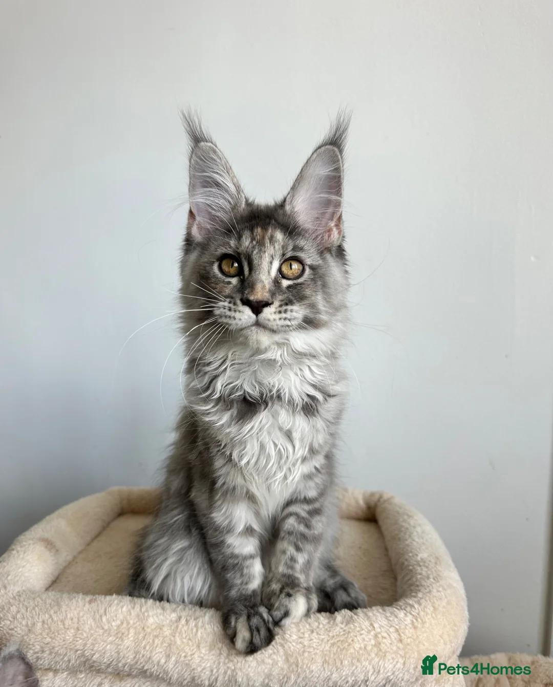 Maine Coon cats for sale: Registered Maine coon girl - ready to leave - Advert 1