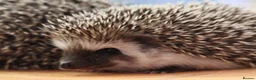 Pygmy Hedgehog rodents for sale: Three beautiful boys for sale - Advert 17