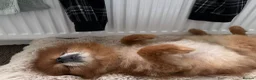 Pomeranian dogs for sale: 8 year old Pomeranian boy  in Doncaster - Advert 7