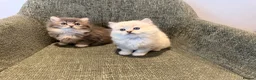 British Longhair cats for sale: 3/4 British Longhaired kittens - Advert 9