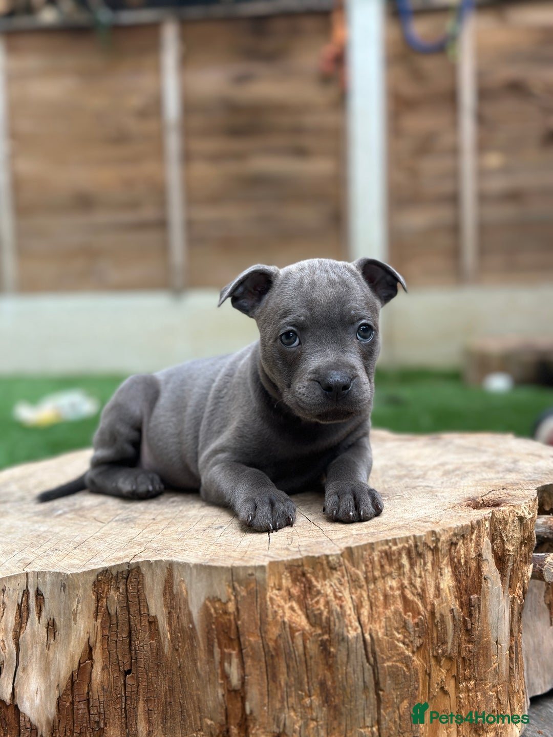 Staffordshire Bull Terrier dogs for sale: Quality Staffordshire Bull Terriers  - Image 7