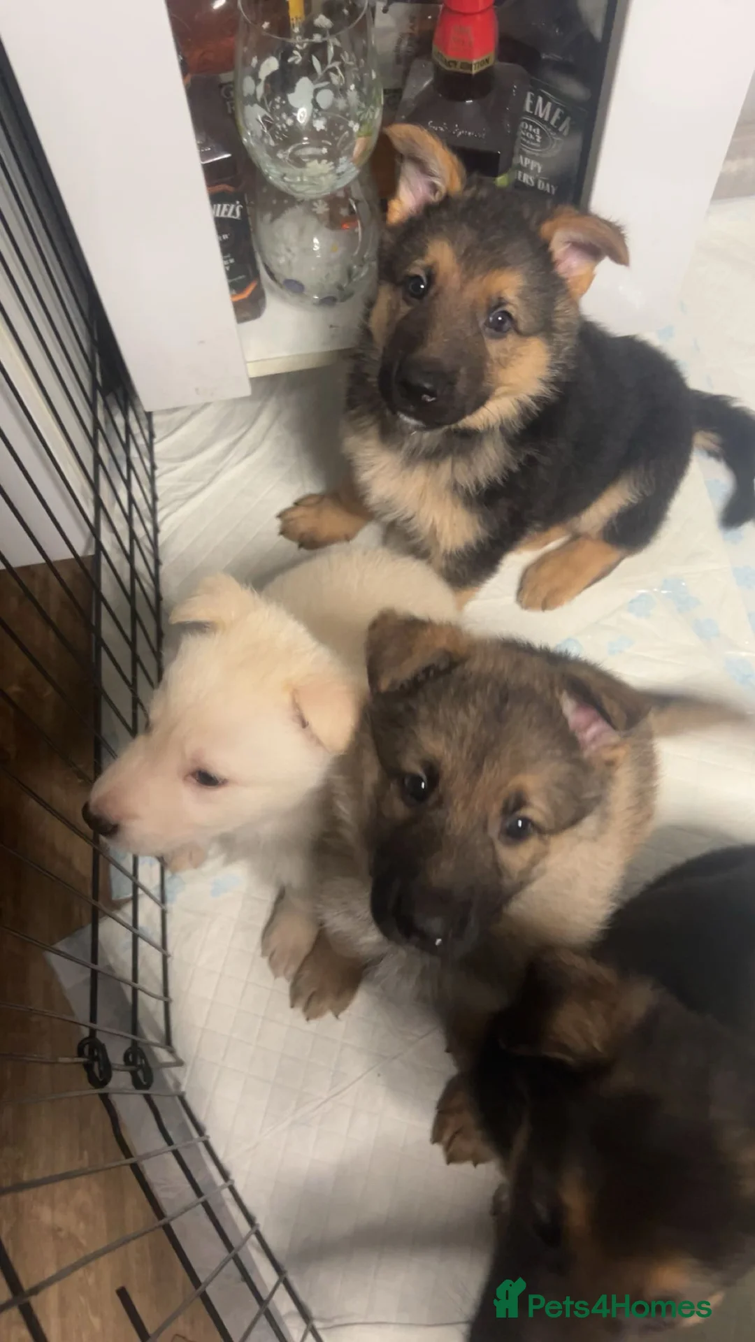 German Shepherd dogs for sale: German shepherd puppies - Advert 11