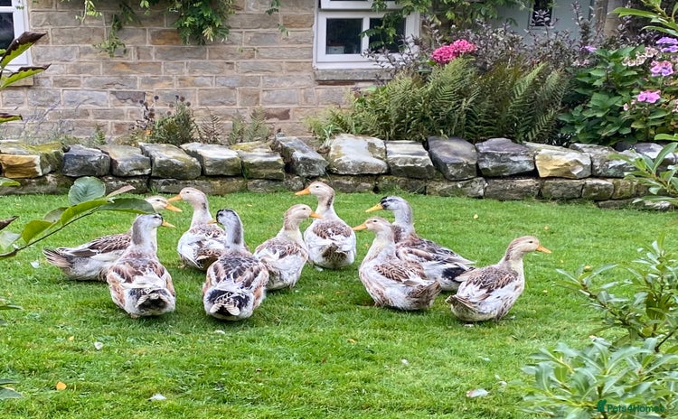 Ducks poultry - Advert 1