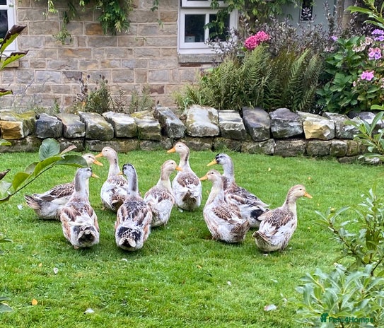 Ducks poultry - Advert 1