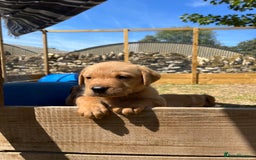 Labrador Retriever dogs for sale: Fox Red Labrador puppies  - Image 17