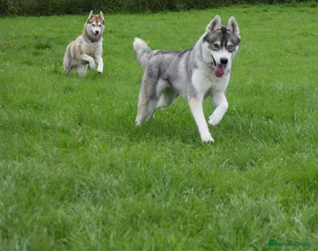 Siberian Husky dogs for sale: Adult female husky  - Advert 6