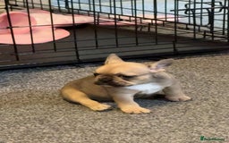 French Bulldog dogs for sale: 3 beautiful girls  - Image 7