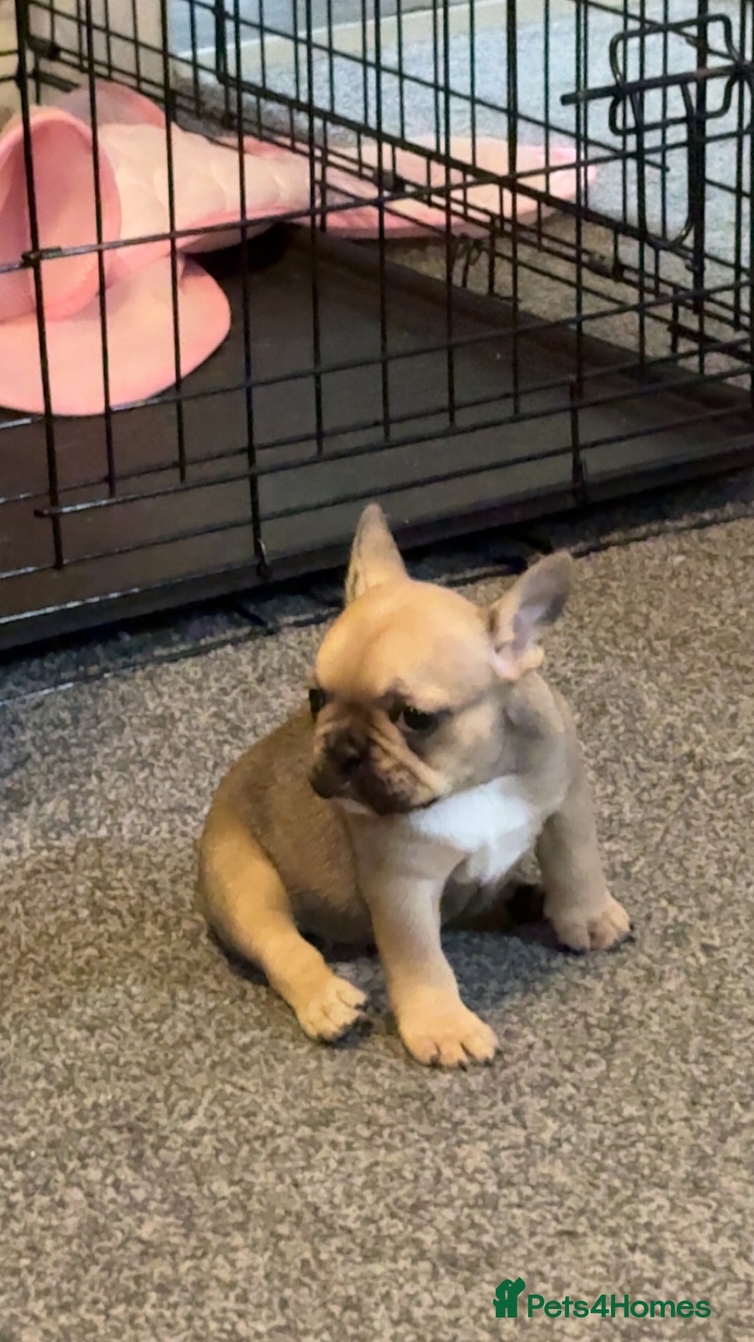 French Bulldog dogs for sale: 3 beautiful girls  - Image 7