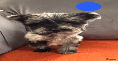 Mixed Breed dogs - Advert 10