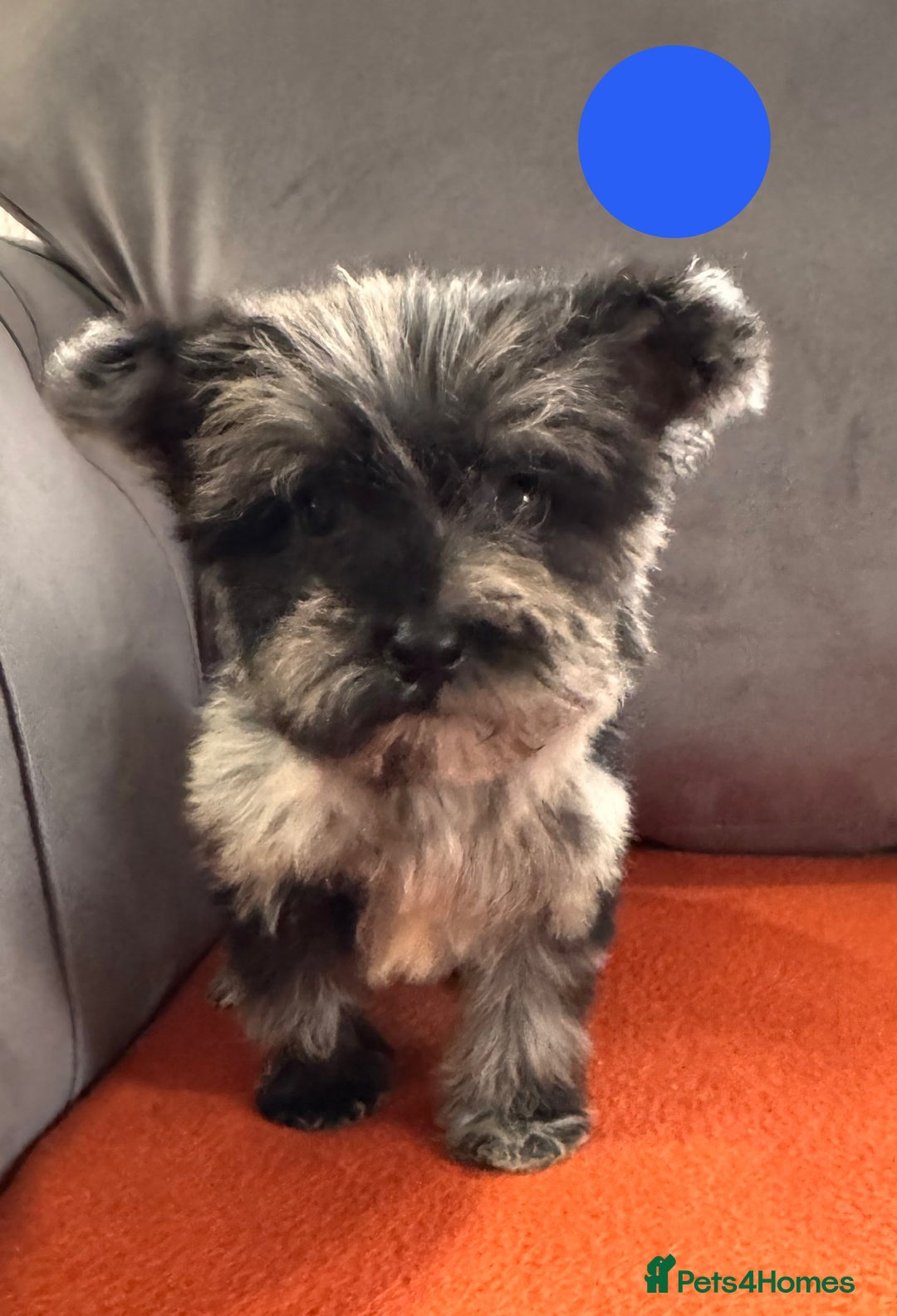 Mixed Breed dogs for sale: Beautiful F1 schnoodle puppy’s  - Image 2