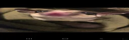 Sugar Glider rodents for sale: 2 sugar male gliders - Advert 2
