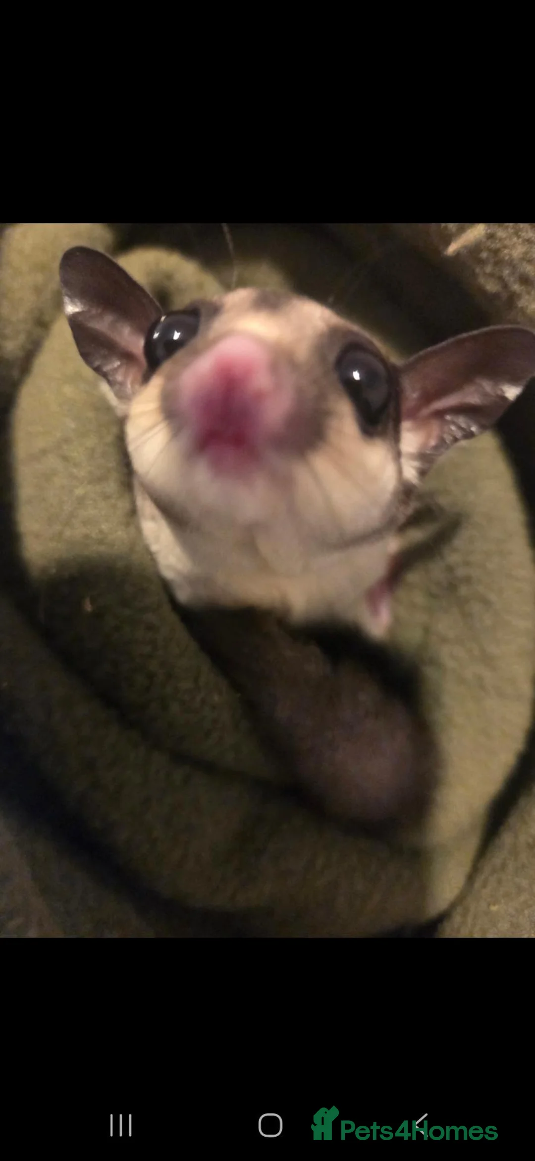 Sugar Glider rodents for sale: 2 sugar male gliders - Advert 2