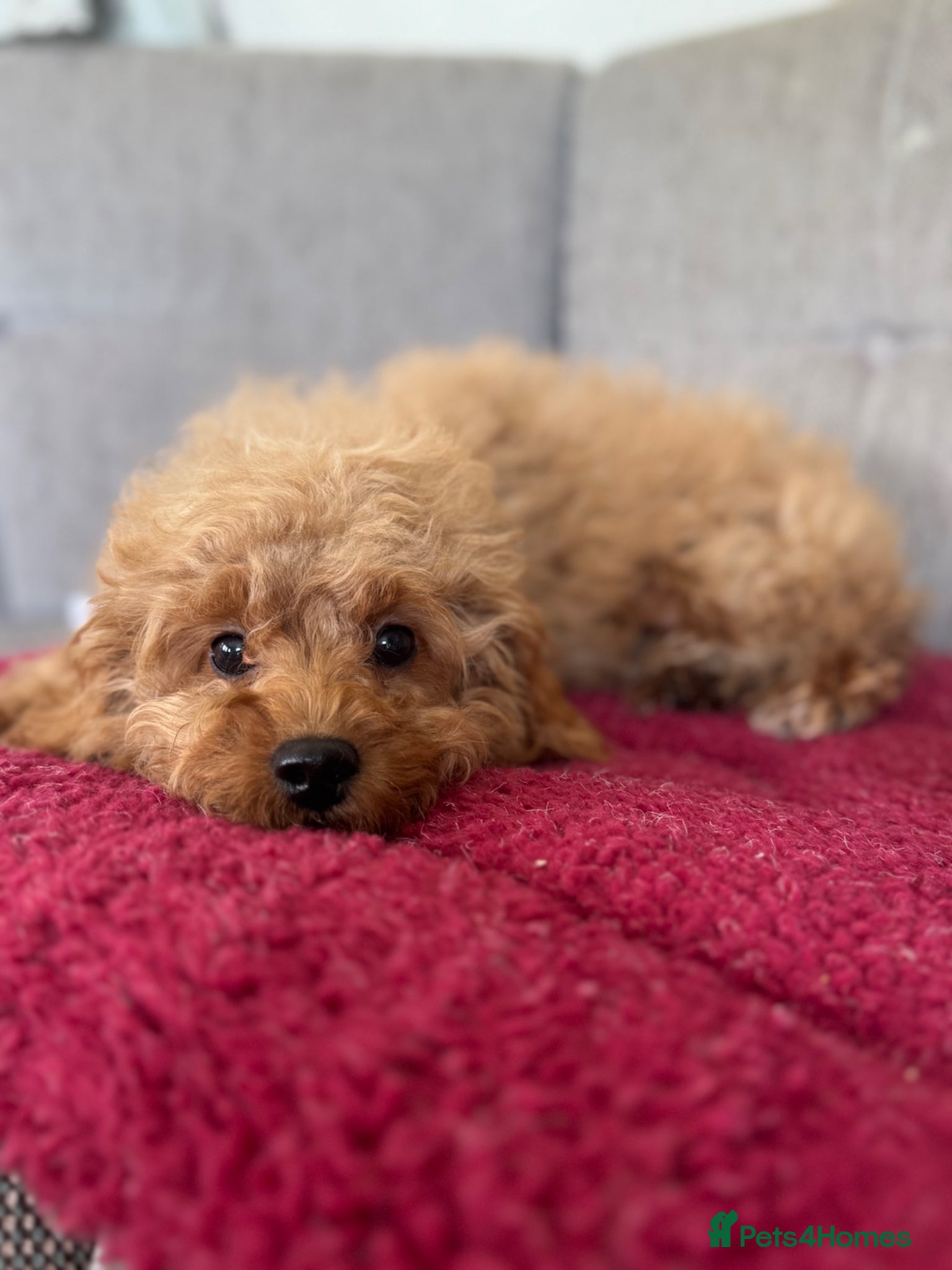 Cavapoochon dogs Amazing toy Cavapoochon Girl now available  - Advert 2