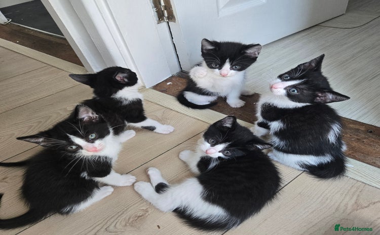 Mixed Breed cats - Advert 15