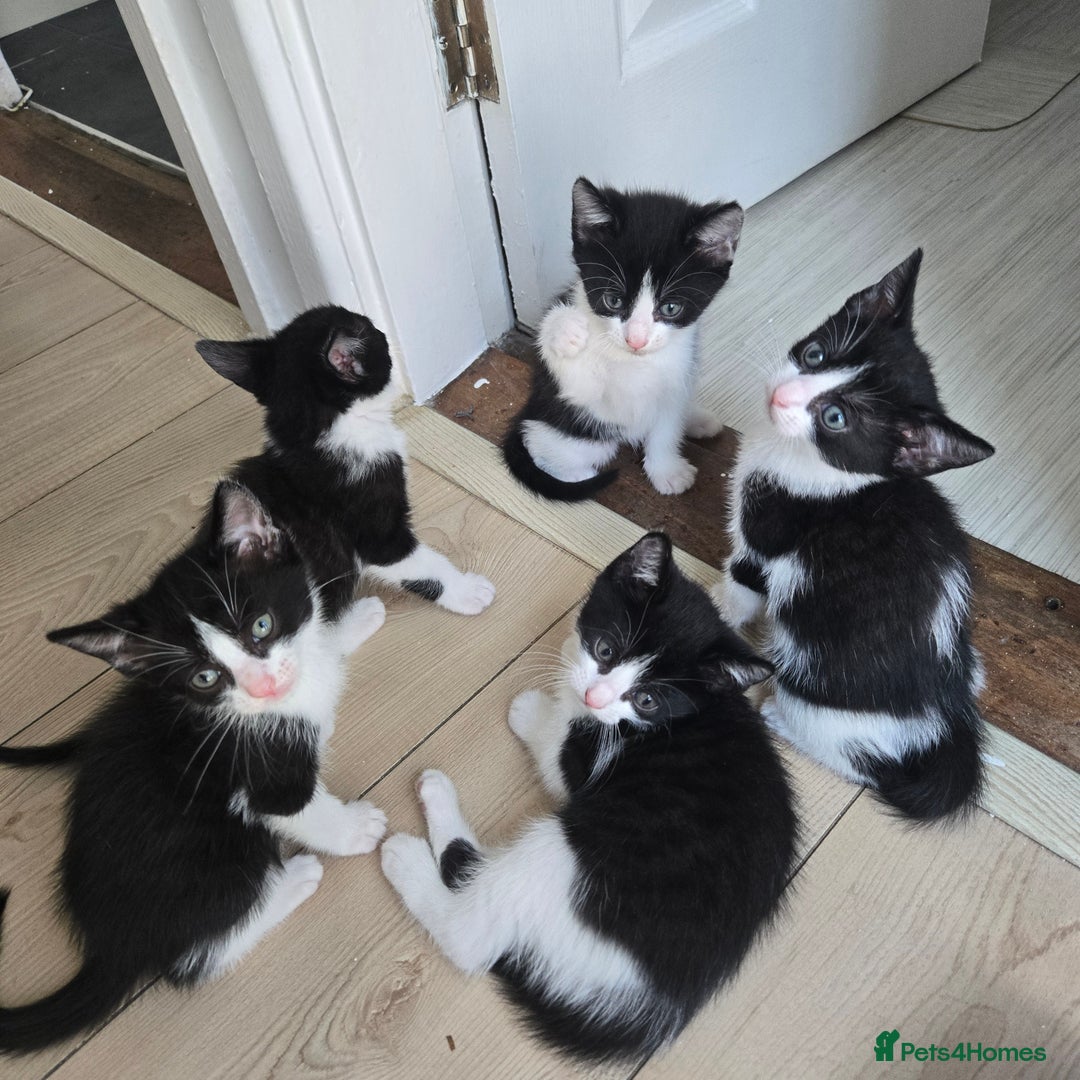 Mixed Breed cats for sale: Kittens - Image 1