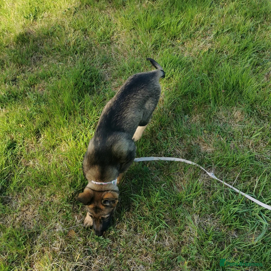 Mixed Breed dogs for sale: Female Shollie puppy (Collie x German Shepherd) in Narberth - Advert 2