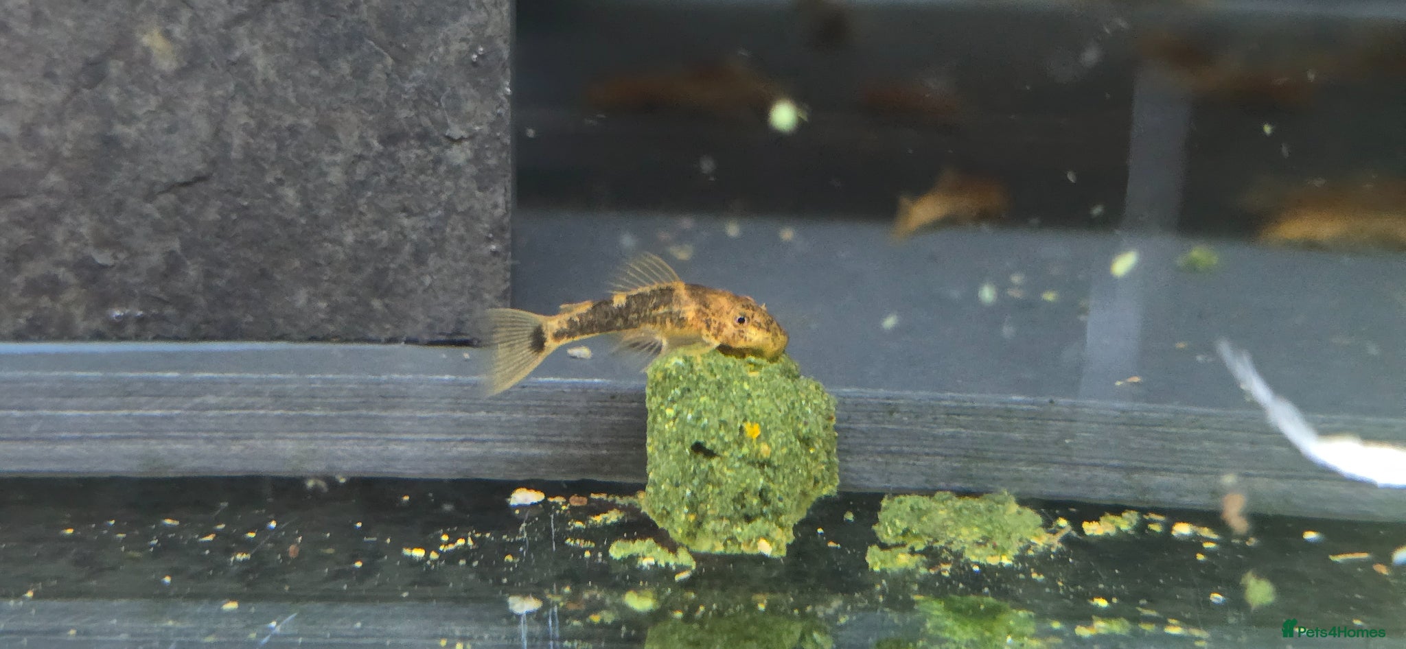 Plecos fish Calico Bristlenose Plecos - Advert 13