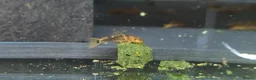 Plecos fish for sale: Calico Bristlenose Plecos in Leicester - Advert 1
